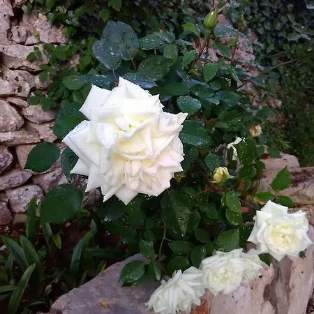 Trulli Sarmenzanello Lägenhet